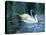 Two White Swans On Lake-balaikin2009-Stretched Canvas