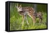 Two White-Tailed Deer Fawns-W. Perry Conway-Framed Stretched Canvas