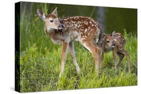 Two White-Tailed Deer Fawns-W. Perry Conway-Stretched Canvas