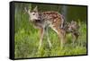 Two White-Tailed Deer Fawns-W. Perry Conway-Framed Stretched Canvas