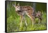 Two White-Tailed Deer Fawns-W. Perry Conway-Framed Stretched Canvas