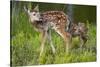Two White-Tailed Deer Fawns-W. Perry Conway-Stretched Canvas