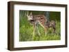 Two White-Tailed Deer Fawns-W. Perry Conway-Framed Premium Photographic Print