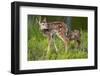 Two White-Tailed Deer Fawns-W. Perry Conway-Framed Premium Photographic Print