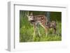 Two White-Tailed Deer Fawns-W. Perry Conway-Framed Premium Photographic Print