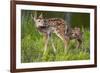 Two White-Tailed Deer Fawns-W. Perry Conway-Framed Photographic Print