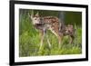 Two White-Tailed Deer Fawns-W. Perry Conway-Framed Photographic Print