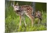 Two White-Tailed Deer Fawns-W. Perry Conway-Mounted Photographic Print