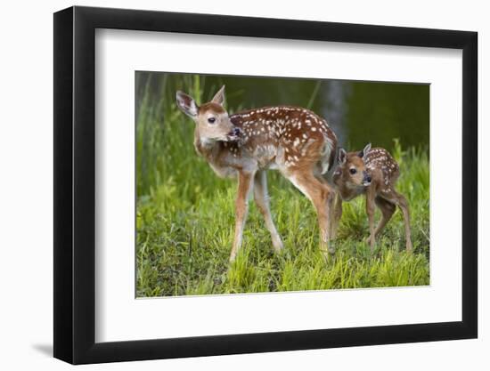 Two White-Tailed Deer Fawns-W. Perry Conway-Framed Photographic Print