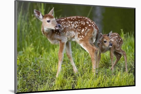 Two White-Tailed Deer Fawns-W. Perry Conway-Mounted Photographic Print