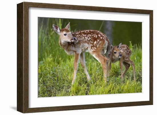 Two White-Tailed Deer Fawns-W. Perry Conway-Framed Photographic Print