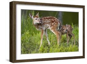 Two White-Tailed Deer Fawns-W. Perry Conway-Framed Photographic Print