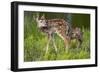 Two White-Tailed Deer Fawns-W. Perry Conway-Framed Photographic Print