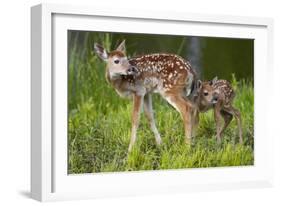 Two White-Tailed Deer Fawns-W. Perry Conway-Framed Photographic Print