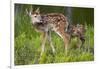 Two White-Tailed Deer Fawns-W. Perry Conway-Framed Photographic Print