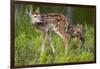 Two White-Tailed Deer Fawns-W. Perry Conway-Framed Photographic Print