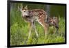 Two White-Tailed Deer Fawns-W. Perry Conway-Framed Photographic Print