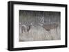 Two White-Tailed Deer (Whitetail Deer) (Virginia Deer) (Odocoileus Virginianus) Bucks-James Hager-Framed Photographic Print