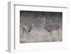 Two White-Tailed Deer (Whitetail Deer) (Virginia Deer) (Odocoileus Virginianus) Bucks-James Hager-Framed Photographic Print