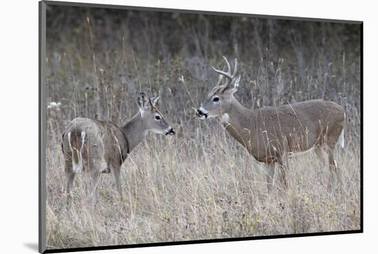 Two White-Tailed Deer (Whitetail Deer) (Virginia Deer) (Odocoileus Virginianus) Bucks-James Hager-Mounted Photographic Print