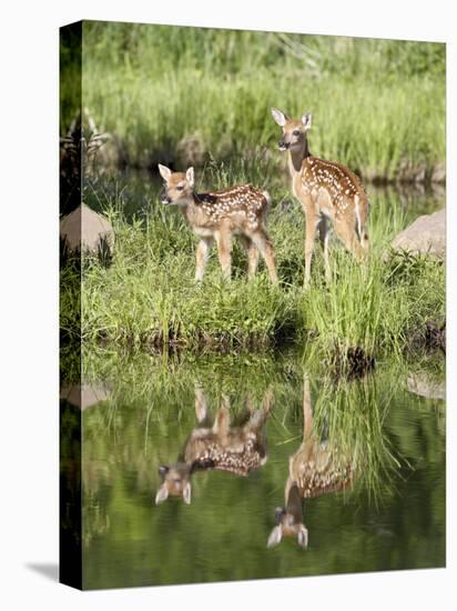 Two Whitetail Deer Fawns with Reflection, in Captivity, Sandstone, Minnesota, USA-James Hager-Stretched Canvas