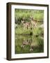 Two Whitetail Deer Fawns with Reflection, in Captivity, Sandstone, Minnesota, USA-James Hager-Framed Photographic Print