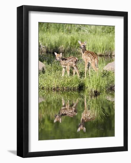 Two Whitetail Deer Fawns with Reflection, in Captivity, Sandstone, Minnesota, USA-James Hager-Framed Photographic Print