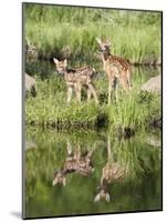 Two Whitetail Deer Fawns with Reflection, in Captivity, Sandstone, Minnesota, USA-James Hager-Mounted Photographic Print