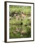 Two Whitetail Deer Fawns with Reflection, in Captivity, Sandstone, Minnesota, USA-James Hager-Framed Photographic Print