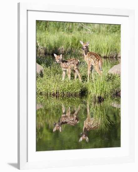 Two Whitetail Deer Fawns with Reflection, in Captivity, Sandstone, Minnesota, USA-James Hager-Framed Photographic Print