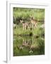 Two Whitetail Deer Fawns with Reflection, in Captivity, Sandstone, Minnesota, USA-James Hager-Framed Photographic Print