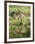 Two Whitetail Deer Fawns with Reflection, in Captivity, Sandstone, Minnesota, USA-James Hager-Framed Photographic Print