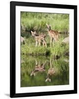 Two Whitetail Deer Fawns with Reflection, in Captivity, Sandstone, Minnesota, USA-James Hager-Framed Photographic Print