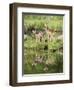 Two Whitetail Deer Fawns with Reflection, in Captivity, Sandstone, Minnesota, USA-James Hager-Framed Photographic Print