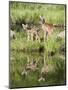 Two Whitetail Deer Fawns with Reflection, in Captivity, Sandstone, Minnesota, USA-James Hager-Mounted Photographic Print