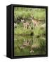 Two Whitetail Deer Fawns with Reflection, in Captivity, Sandstone, Minnesota, USA-James Hager-Framed Stretched Canvas