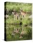 Two Whitetail Deer Fawns with Reflection, in Captivity, Sandstone, Minnesota, USA-James Hager-Stretched Canvas