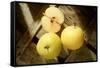 Two Whole and One Half Nashi Fruit-Eising Studio - Food Photo and Video-Framed Stretched Canvas