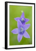 Two Wild Bellflowers (Campanula Sp) Prypiat Area, Belarus, June 2009-Máté-Framed Premium Photographic Print