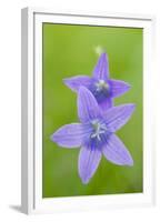 Two Wild Bellflowers (Campanula Sp) Prypiat Area, Belarus, June 2009-Máté-Framed Premium Photographic Print