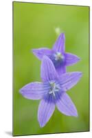 Two Wild Bellflowers (Campanula Sp) Prypiat Area, Belarus, June 2009-Máté-Mounted Photographic Print