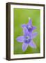 Two Wild Bellflowers (Campanula Sp) Prypiat Area, Belarus, June 2009-Máté-Framed Photographic Print