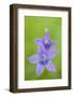 Two Wild Bellflowers (Campanula Sp) Prypiat Area, Belarus, June 2009-Máté-Framed Photographic Print