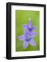 Two Wild Bellflowers (Campanula Sp) Prypiat Area, Belarus, June 2009-Máté-Framed Photographic Print