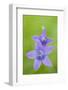 Two Wild Bellflowers (Campanula Sp) Prypiat Area, Belarus, June 2009-Máté-Framed Photographic Print