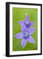 Two Wild Bellflowers (Campanula Sp) Prypiat Area, Belarus, June 2009-Máté-Framed Photographic Print