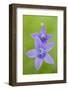 Two Wild Bellflowers (Campanula Sp) Prypiat Area, Belarus, June 2009-Máté-Framed Photographic Print