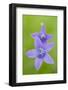 Two Wild Bellflowers (Campanula Sp) Prypiat Area, Belarus, June 2009-Máté-Framed Photographic Print