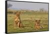 Two Wild Female Lions Sitting On The Plains, Stare, And Make Eye Contact With The Camera. Zimbabwe-Karine Aigner-Framed Stretched Canvas