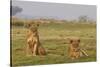 Two Wild Female Lions Sitting On The Plains, Stare, And Make Eye Contact With The Camera. Zimbabwe-Karine Aigner-Stretched Canvas